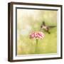 Dreamy Image Of A Tiny Female Hummingbird Feeding On A Pink Zinnia-Sari ONeal-Framed Photographic Print