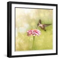 Dreamy Image Of A Tiny Female Hummingbird Feeding On A Pink Zinnia-Sari ONeal-Framed Photographic Print