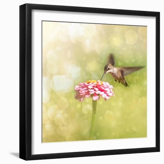 Dreamy Image Of A Tiny Female Hummingbird Feeding On A Pink Zinnia-Sari ONeal-Framed Photographic Print