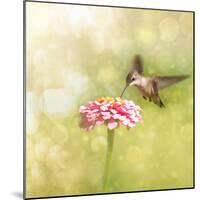 Dreamy Image Of A Tiny Female Hummingbird Feeding On A Pink Zinnia-Sari ONeal-Mounted Photographic Print