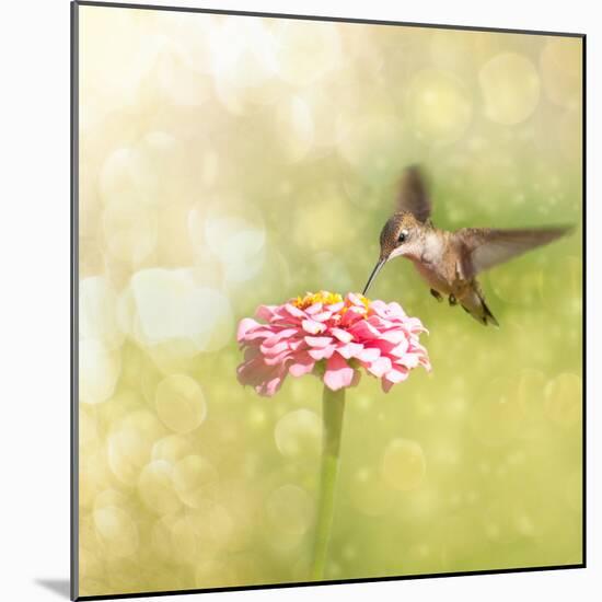 Dreamy Image Of A Tiny Female Hummingbird Feeding On A Pink Zinnia-Sari ONeal-Mounted Photographic Print