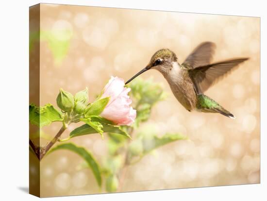 Dreamy Image Of A Young Male Hummingbird Feeding On A Light Pink Althea Flower-Sari ONeal-Stretched Canvas