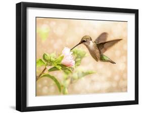 Dreamy Image Of A Young Male Hummingbird Feeding On A Light Pink Althea Flower-Sari ONeal-Framed Photographic Print
