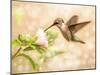 Dreamy Image Of A Young Male Hummingbird Feeding On A Light Pink Althea Flower-Sari ONeal-Mounted Photographic Print