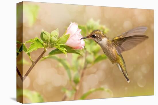 Dreamy Image Of A Young Male Hummingbird Hovering-Sari ONeal-Stretched Canvas