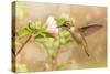 Dreamy Image Of A Young Male Hummingbird Hovering-Sari ONeal-Stretched Canvas