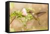 Dreamy Image Of A Young Male Hummingbird Hovering-Sari ONeal-Framed Stretched Canvas