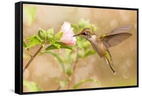 Dreamy Image Of A Young Male Hummingbird Hovering-Sari ONeal-Framed Stretched Canvas