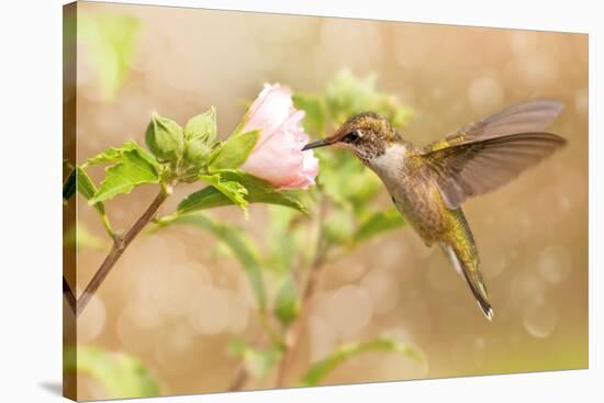 Dreamy Image Of A Young Male Hummingbird Hovering-Sari ONeal-Stretched Canvas