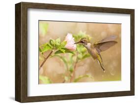 Dreamy Image Of A Young Male Hummingbird Hovering-Sari ONeal-Framed Photographic Print