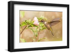 Dreamy Image Of A Young Male Hummingbird Hovering-Sari ONeal-Framed Photographic Print