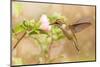 Dreamy Image Of A Young Male Hummingbird Hovering-Sari ONeal-Mounted Photographic Print