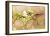 Dreamy Image Of A Young Male Hummingbird Hovering-Sari ONeal-Framed Photographic Print