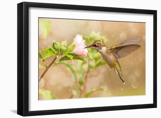 Dreamy Image Of A Young Male Hummingbird Hovering-Sari ONeal-Framed Photographic Print