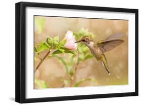 Dreamy Image Of A Young Male Hummingbird Hovering-Sari ONeal-Framed Photographic Print