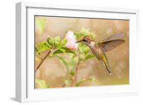 Dreamy Image Of A Young Male Hummingbird Hovering-Sari ONeal-Framed Photographic Print