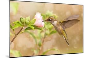 Dreamy Image Of A Young Male Hummingbird Hovering-Sari ONeal-Mounted Photographic Print