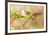 Dreamy Image Of A Young Male Hummingbird Hovering-Sari ONeal-Framed Photographic Print