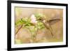 Dreamy Image Of A Young Male Hummingbird Hovering-Sari ONeal-Framed Photographic Print