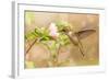 Dreamy Image Of A Young Male Hummingbird Hovering-Sari ONeal-Framed Photographic Print