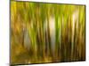 Dreamy Marsh 6-Janet Slater-Mounted Photographic Print