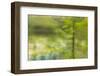 Dreamy Marsh 7-Janet Slater-Framed Photographic Print