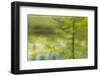 Dreamy Marsh 7-Janet Slater-Framed Photographic Print