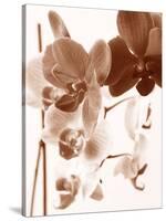 Dreamy Orchids I-Ily Szilagyi-Stretched Canvas