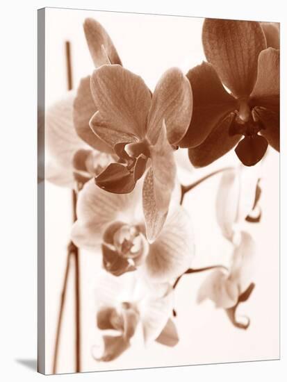 Dreamy Orchids I-Ily Szilagyi-Stretched Canvas