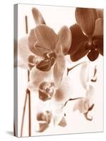 Dreamy Orchids I-Ily Szilagyi-Stretched Canvas