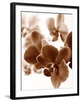 Dreamy Orchids II-Ily Szilagyi-Framed Giclee Print