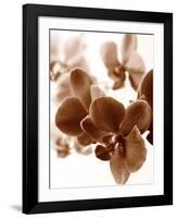 Dreamy Orchids II-Ily Szilagyi-Framed Giclee Print