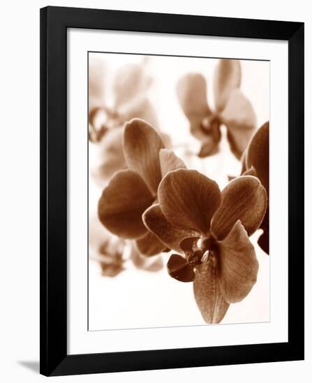Dreamy Orchids II-Ily Szilagyi-Framed Giclee Print