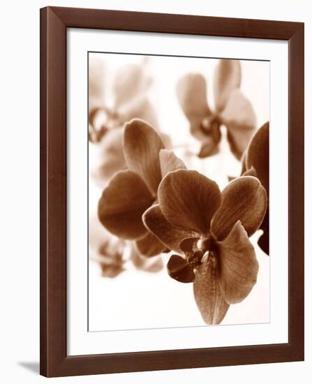 Dreamy Orchids II-Ily Szilagyi-Framed Giclee Print