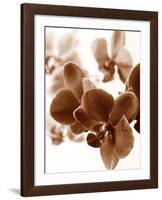 Dreamy Orchids II-Ily Szilagyi-Framed Giclee Print