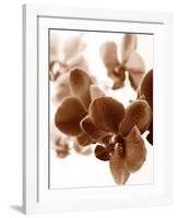 Dreamy Orchids II-Ily Szilagyi-Framed Giclee Print