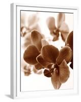 Dreamy Orchids II-Ily Szilagyi-Framed Giclee Print