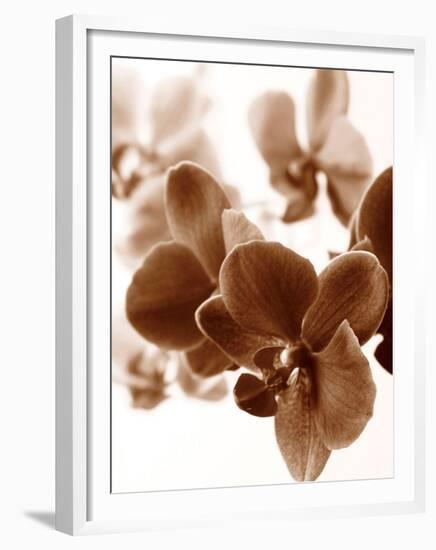 Dreamy Orchids II-Ily Szilagyi-Framed Giclee Print