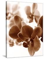 Dreamy Orchids II-Ily Szilagyi-Stretched Canvas