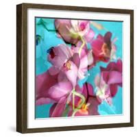 Dreamy Pink Blooming Miltonia Orchid and Phaleaonopsis Infront of Light Blue Backgound-Alaya Gadeh-Framed Photographic Print