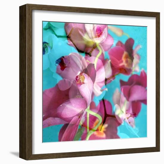 Dreamy Pink Blooming Miltonia Orchid and Phaleaonopsis Infront of Light Blue Backgound-Alaya Gadeh-Framed Photographic Print