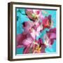 Dreamy Pink Blooming Miltonia Orchid and Phaleaonopsis Infront of Light Blue Backgound-Alaya Gadeh-Framed Photographic Print