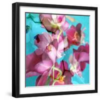 Dreamy Pink Blooming Miltonia Orchid and Phaleaonopsis Infront of Light Blue Backgound-Alaya Gadeh-Framed Photographic Print