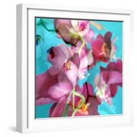 Dreamy Pink Blooming Miltonia Orchid and Phaleaonopsis Infront of Light Blue Backgound-Alaya Gadeh-Framed Photographic Print