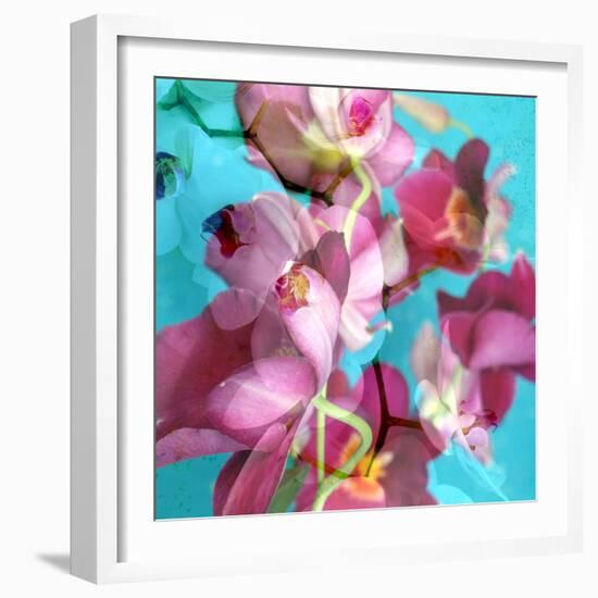 Dreamy Pink Blooming Miltonia Orchid and Phaleaonopsis Infront of Light Blue Backgound-Alaya Gadeh-Framed Photographic Print