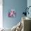 Dreamy Pink Blooming Miltonia Orchid and Phaleaonopsis Infront of Light Blue Backgound-Alaya Gadeh-Mounted Photographic Print displayed on a wall