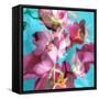 Dreamy Pink Blooming Miltonia Orchid and Phaleaonopsis Infront of Light Blue Backgound-Alaya Gadeh-Framed Stretched Canvas