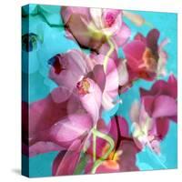 Dreamy Pink Blooming Miltonia Orchid and Phaleaonopsis Infront of Light Blue Backgound-Alaya Gadeh-Stretched Canvas