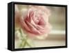 Dreamy Rose-Cora Niele-Framed Stretched Canvas