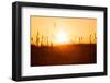 Dreamy Summer Grass Background at Sunset-rtsubin-Framed Photographic Print